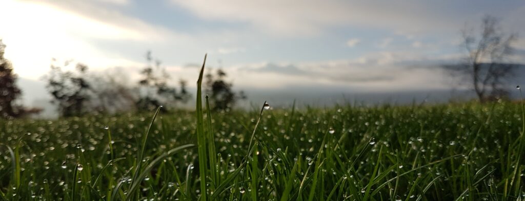 Header; taubenetzte, gesunde Wiese vor heiterem Morgenhimmel